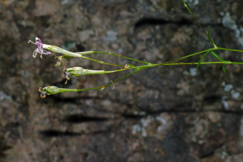 Silene nodulosa